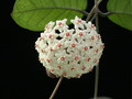 hoya fungii 01