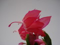 schlumbergera thor zita 1567