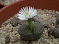 lithops viletii deboeri1