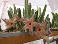 stapelia desmetiana 01