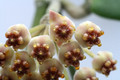 hoya kerrii 4063
