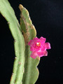 lepismium micranthum hbg49854 02