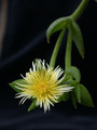 sceletium joubertii sb979 01