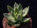 echeveria haageana 8389