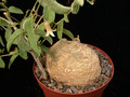 adenia lanceolata 06