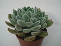 echeveria doris taylor 8294