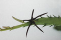 caralluma aff arachnoidea 03