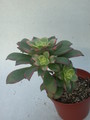 aeonium haworthii variegata 4
