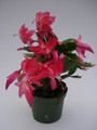 schlumbergera thor zita 1564