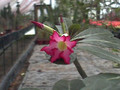 adenium obesum