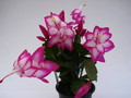 schlumbergera salsa dancer 895