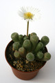 fensteraria rhopolophylla h4715 0883