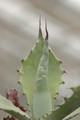 agave shrevei magna 8730
