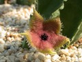 stapelia clavicorona 03