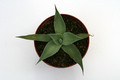 agave hiemiflora salama 0107