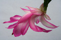 schlumbergera hatheron charm 6387