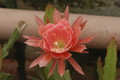 eh grace marie 6890 02a