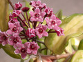 hoya carnosa 3