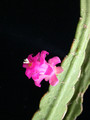 lepismium micranthum hbg49854 01