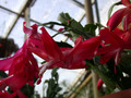 schlumbergera thor olga 03