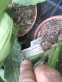eh darley firestar 6053 94