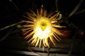 selenicereus coniflorus 1381