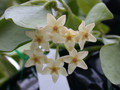 hoya diptera 01