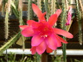 aporocactus glorianna 303