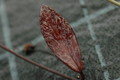 hoya pubicalyx silver pink 04 a