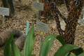 fouquiria ochoterenae 02