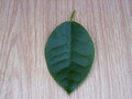 hoya lauterbachii leaf