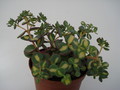 sedum sieboldii variegata 687