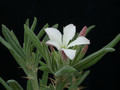 pachypodium succulentum weiss 01