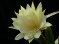 eh yellow gem 9910 05