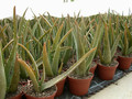aloe vera5w