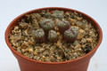 conophytum minimum wittbergense kleinspreefontain 2863