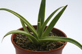 agave oracteosa 7841
