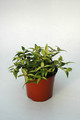 hoya bella louise buis 6553