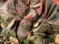 gasteria prolifera 01