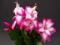 schlumbergera salsa dancer 1623