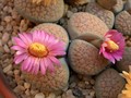 lithops verrucosa gelb rosa 18