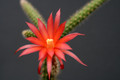 aporocactus felix 0267