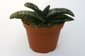 gasteria latesiana 7240