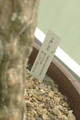 cephaopentandra ecirrhosa 08