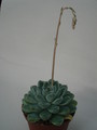 echeveria halbingeri 8301