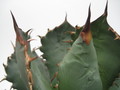 agave titanota braun 7739