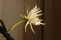 epiphyllum pumilum phasen 2290