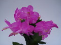 schlumbergera polka dancer 1595