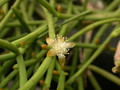 rhipsalis theres brasilien 01