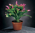 schlumbergera jolly dancer 02